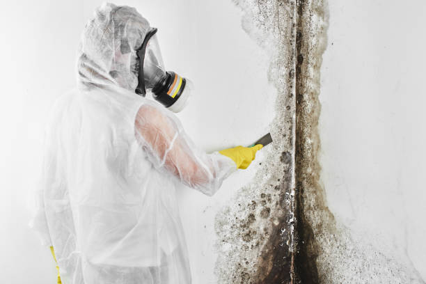 Best Local Mold Removal Service  in East Harwich, MA