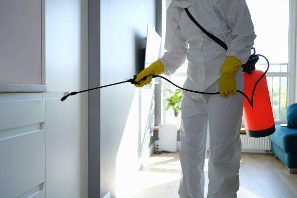 Best Attic Mold Removal  in East Harwich, MA