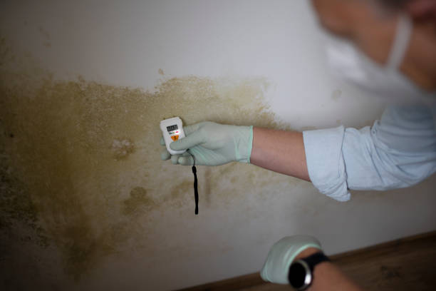 Best Certified Mold Removal  in East Harwich, MA