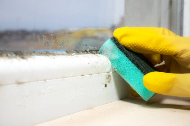 Mold Removal Process in East Harwich, MA