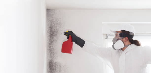 Best Crawl Space Mold Removal  in East Harwich, MA