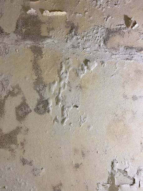 Mold Testing and Removal in East Harwich, MA