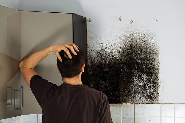 Best Black Mold Removal  in East Harwich, MA
