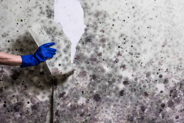Best Mold Removal Near Me  in East Harwich, MA